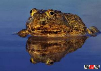 ��������ֲ����������һ�� ����ţ�ܻ����¶���