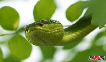 �״���Ҷ�����ж඾ һ���峤����1�׵Ķ���