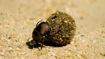 ����ʺ������ʺ������ ��״���������źܴ������