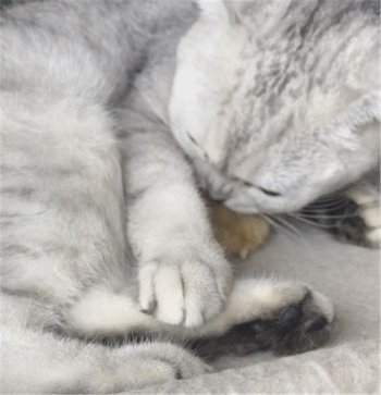 ����ʺ������ʺ������ ��״���������źܴ������