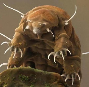 因为水熊虫寿命变量大的问题,所以导致科学家们无法