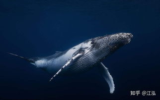 虎鲸为什么怕座头鲸 虎鲸并不能打得过座头鲸