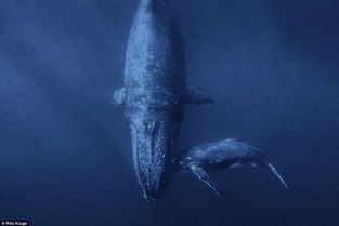 虎鲸为什么怕座头鲸 虎鲸并不能打得过座头鲸
