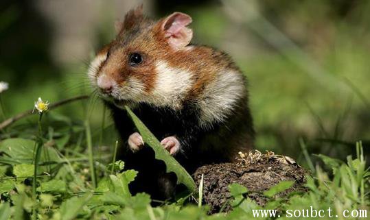 �ڸ������ܳ���� ���������Ĳ���