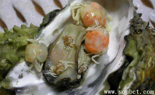 豆蟹有多小 世界上最小的螃蟹
