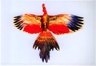 ��Ԣ����� ���ɷ��躣����յ�Ԣ��