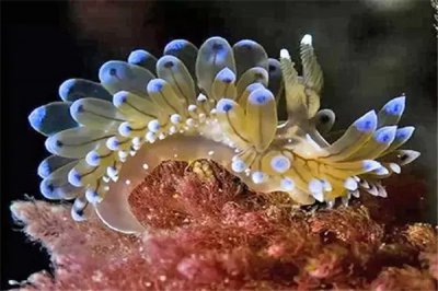 十大自愈力最强的动物 这些生物的共同点之一是天敌较少