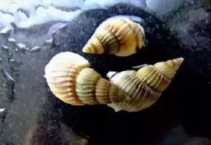 ֯���ݳ�ʲô�� ����ϸ������Բ׶��