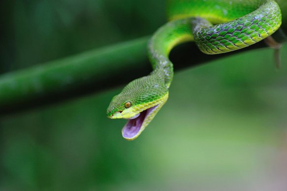 ��Ҷ���߶��Դ��� ����Ҷ����ҧ����ô��