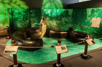 世界最大蟒蛇100000米 最可怕的三种古代巨蛇是什么蛇