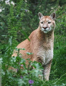 美洲豹和狮子谁厉害 当然是狮子