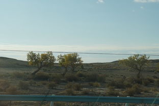 胡杨树象征什么精神 坚韧不拔的战斗精神