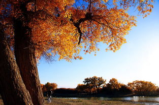 胡杨树象征什么精神 坚韧不拔的战斗精神