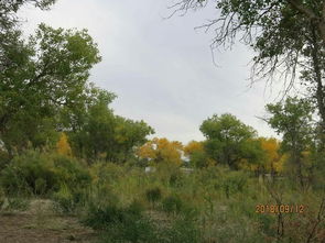 胡杨树象征什么精神 坚韧不拔的战斗精神