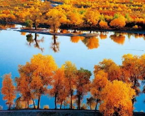 胡杨树象征什么精神 坚韧不拔的战斗精神