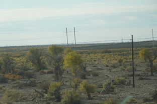 胡杨树象征什么精神 坚韧不拔的战斗精神