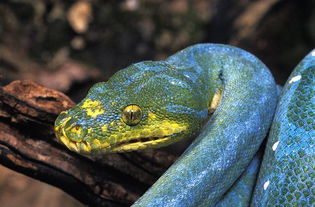 蓝蛇是什么蛇 最珍贵的一种就是蓝化绿树蟒