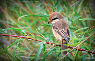 伯劳鸟认主人吗 伯劳鸟是认主人的