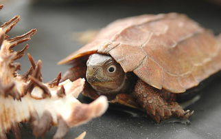 �����ڹ��ʮ�ֹ�����ʲô ���Լ�������ȥ������