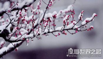 遥知不是雪为有暗香来是什么植物 它描述的植物是梅花