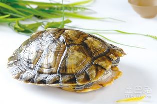 ɽ����ô�� �ȵ�������ι��һ��ʱ��