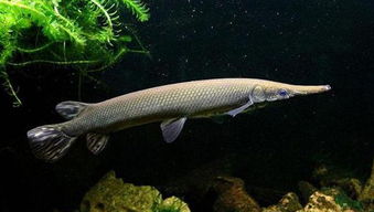 ��ȸ���ܳ��� �����˲�̫�˽�����������