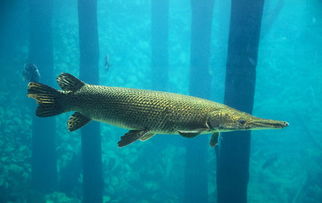 ��ȸ���ܳ��� �����˲�̫�˽�����������