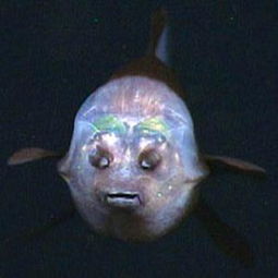 管眼鱼的眼睛在哪里 眼睛只能固定在某一点上