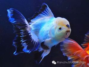 水蚤和丰年虾哪个好 丰年虾更好具体介绍如下