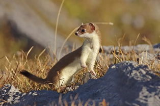 伶鼬可以当宠物吗 不适合做宠物