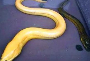 ��������Ĵ����� �������Ǵ�˵�е�һ�ֻ���