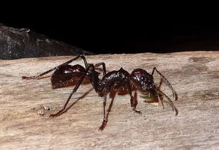 人肤蝇的危害:这种蛆入侵松鼠,牛,猴子,甚至人类.