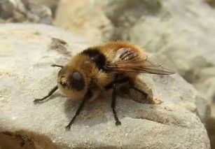 人肤蝇的危害:这种蛆入侵松鼠,牛,猴子,甚至人类.