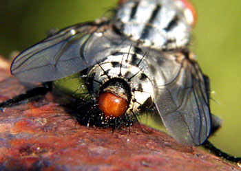 肤蝇虫在中国有吗 基本是没有的