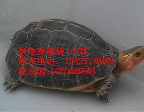 ���߹���ô�� ϲ����ʳ�����Զ���