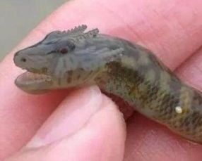 �ձ����걾������� �ٵ��ձ������¸��������ó�������