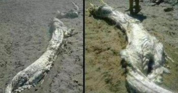 �ձ����걾������� �ٵ��ձ������¸��������ó�������