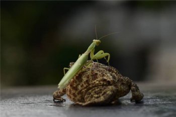 世界上最恶心的动物 琵琶蟾蜍是原始蛙类