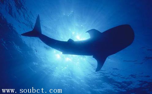 世界上最孤独的鲸 最孤独的动物