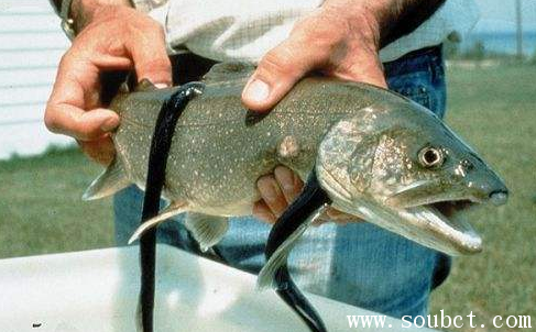 ��Ѫ��������� �����������˶���