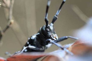 ����ţ�ж��� Ұ�ⳣ����һ�ֳ������޶���