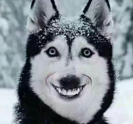 ΢Ц��ʲô��˼ ������һ���ֲ�����