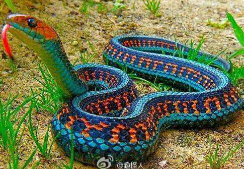 香蛇有毒吗 香蛇可以当宠物吗