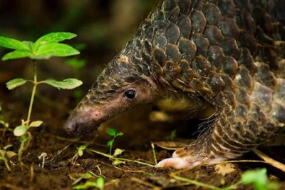 ��ɽ������ܴ�ɽ�� ��ɽ�״�ɽ��Ƶ