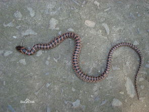 什么是赤练蛇 是一种常见的无毒蛇