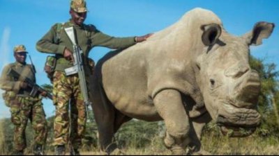 ȫ���ʣһֻ�Ķ�����ʲô ������Ϭţ���������ֹ�