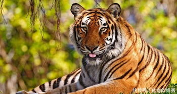 ��Щ�����Ѿ������ �Ѿ������ʮ��Ұ������