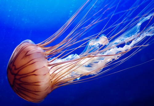 灯塔水母为什么会永生 有自己的方法让自己一直长生