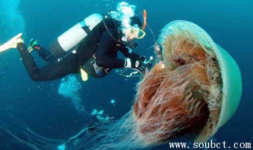 北极霞水母的天敌 世界上最长的水母