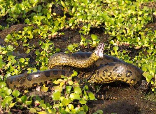 绿水蟒有天敌吗 巨大的体型和无穷的力量让它没有天敌